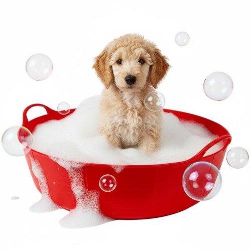 Red dog bath - bath,, paddling