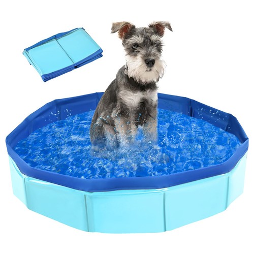 Pet bath dog swimming - pet,