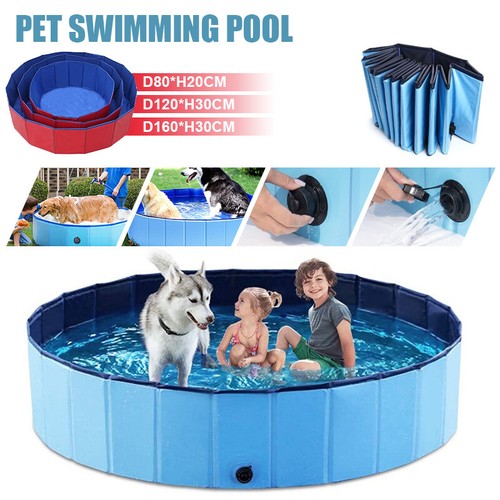 Large dog pet swimming - dog,