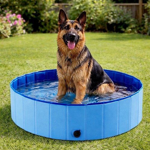 Dog paddling pool - paddling,