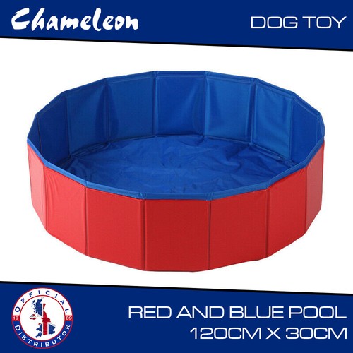 Dog swimming pool - swimming, bath
