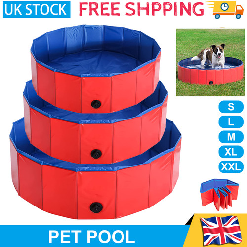 Large dog pet swimming - dog,