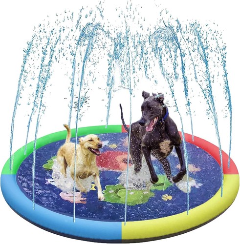 Dog paddling pool - dog, summer